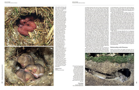 Handbook of the Mammals of the World no 7 - Rodents II -  Lynx 2017